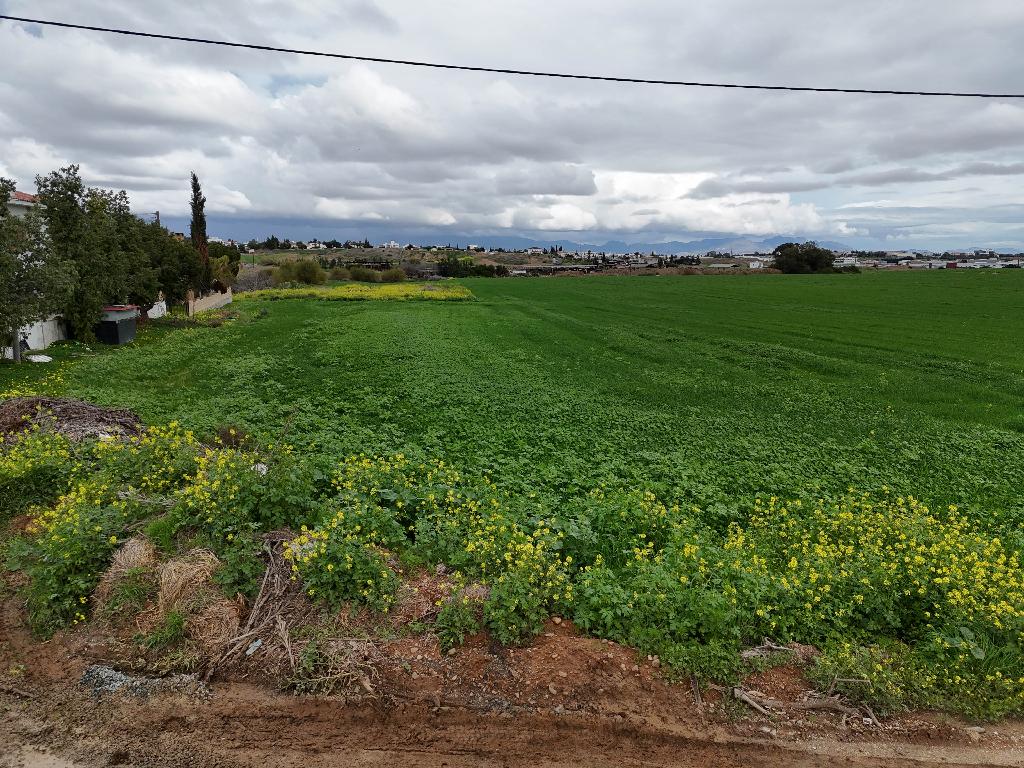 Field-Strovolos-PR39693