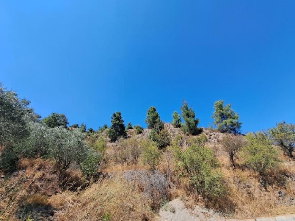 Field-Fterikoudi-PR40003