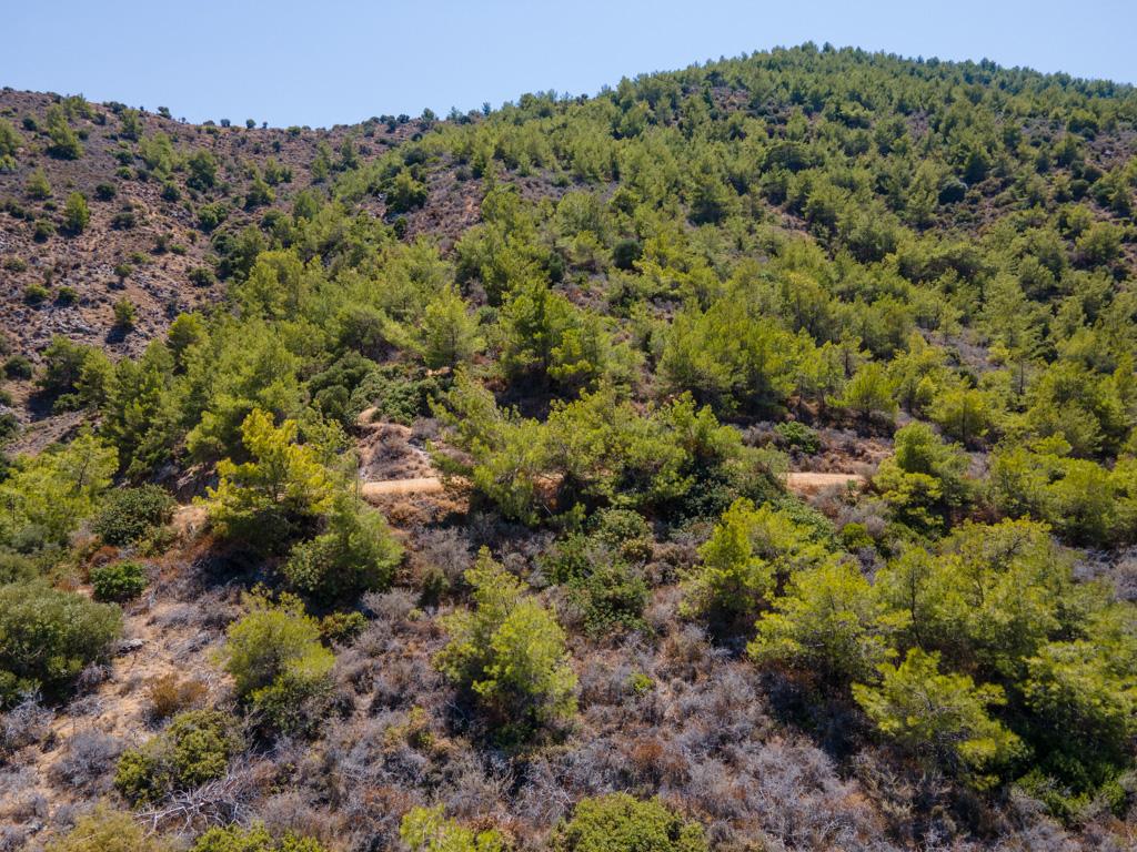 Field-Pachyammos-PR40701