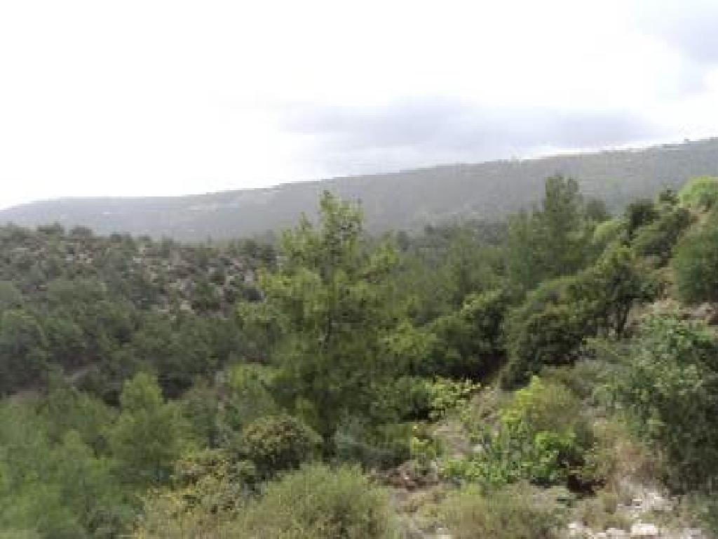 Field - Prastio, Paphos