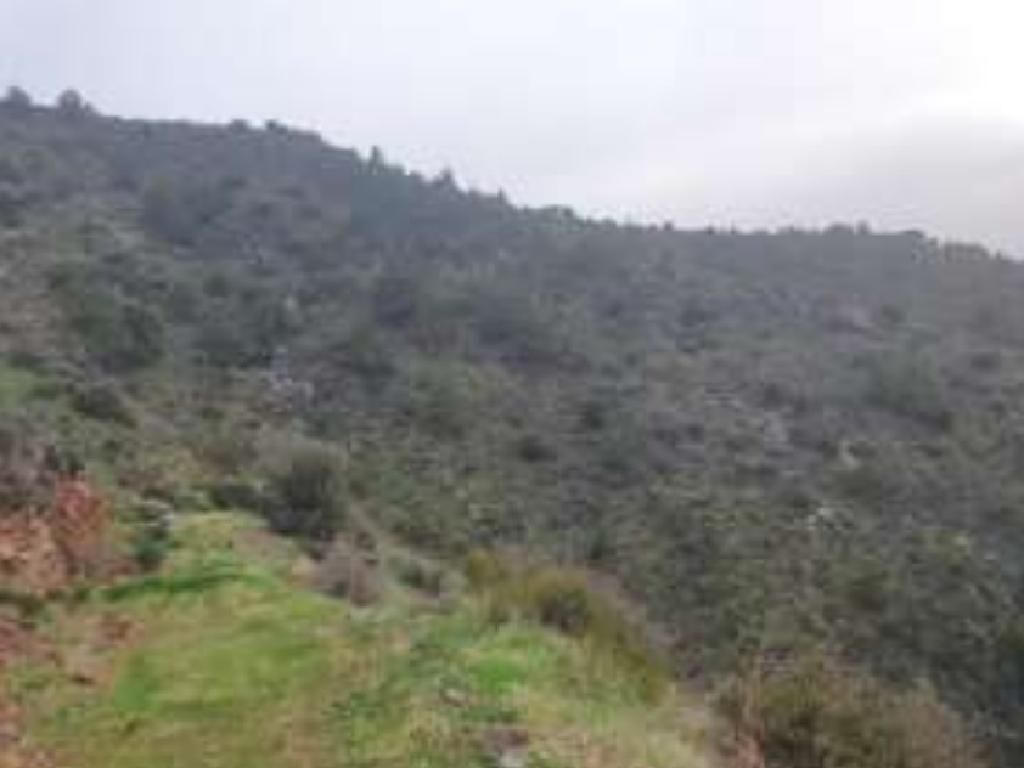 Field-Pomos-CP10082
