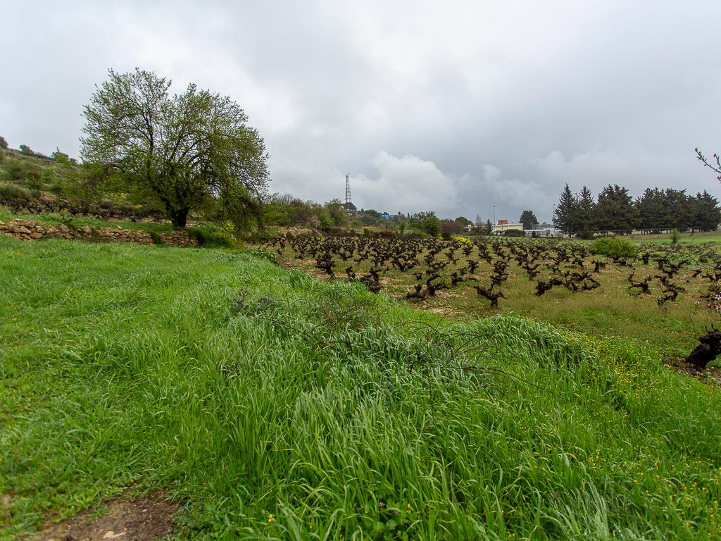 Field (Share) - Pachna, Limassol
