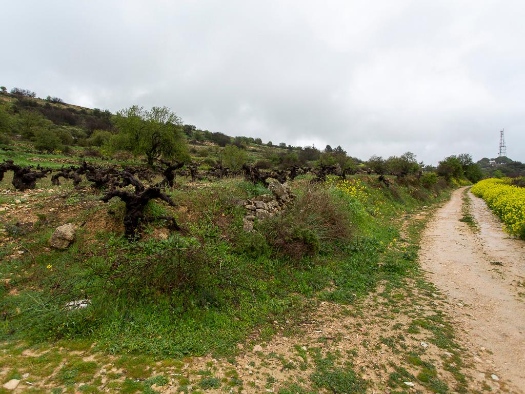 Field (Share) - Pachna, Limassol