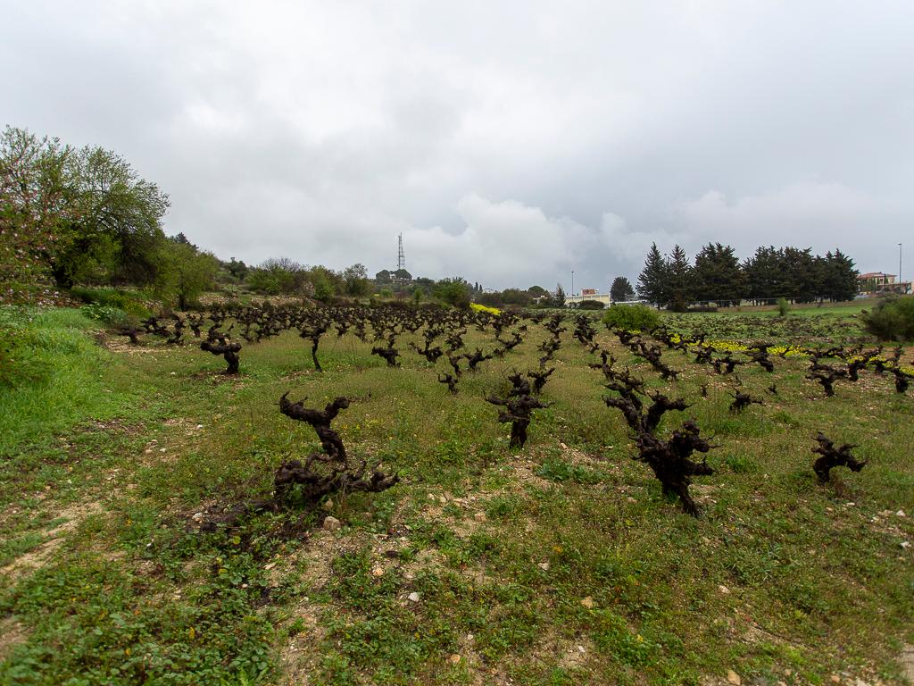 Field (Share) - Pachna, Limassol