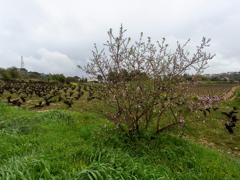 Field (Share) - Pachna, Limassol