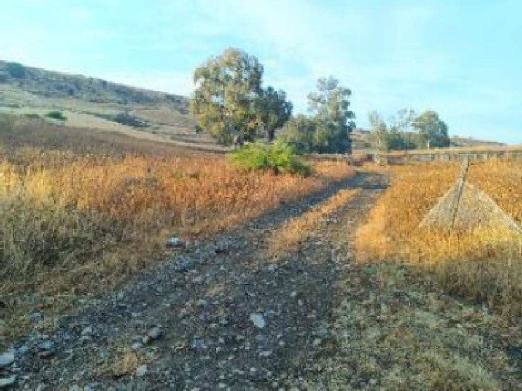 Field-Orounta-PR45067