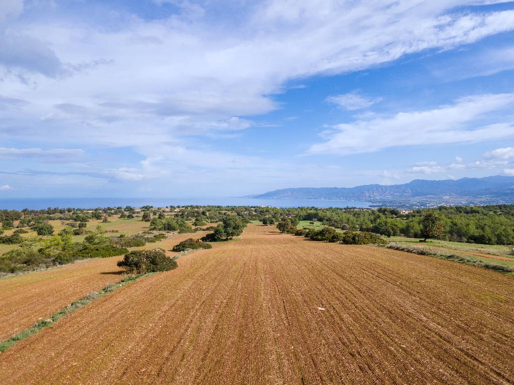 Field-New Chorio-PR33974