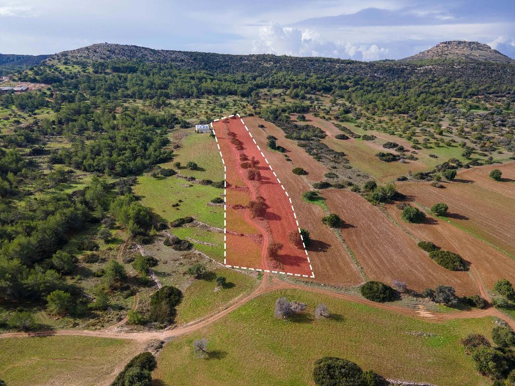 Field-New Chorio-PR33974