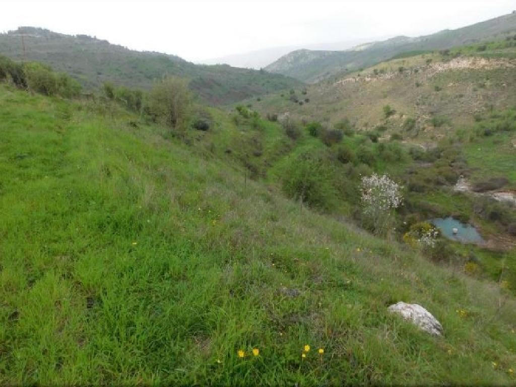Field-Pentalia-PR34645