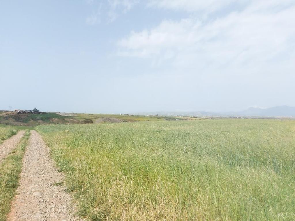 Field - Palaiometocho, Nicosia