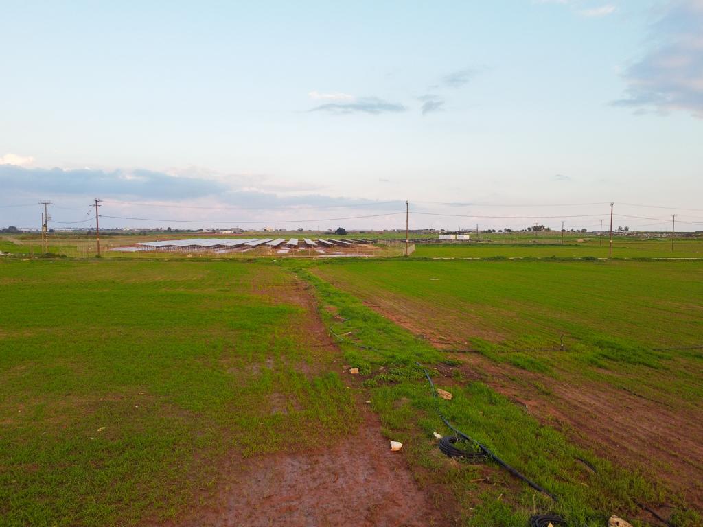 Field-Liopetri-PR37078