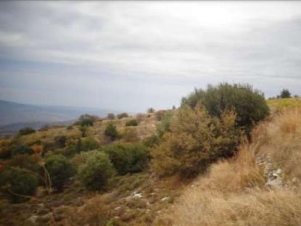 Field-Koilinia-PR32708