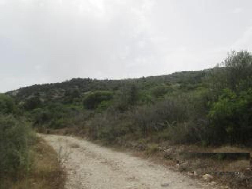 Field (Share) - Koili, Paphos