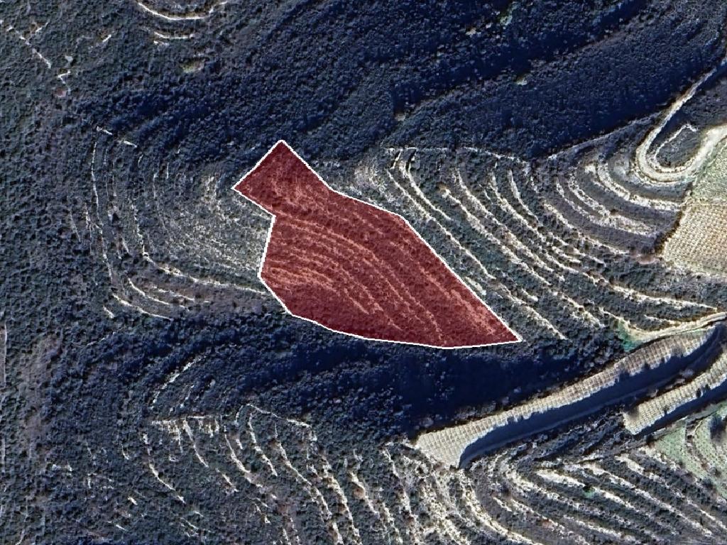 Field-Vasa Koilaniou-PR41946