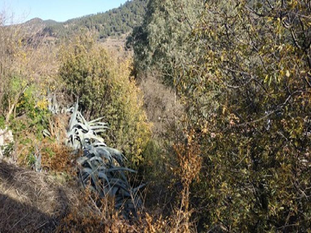 &Omicron;&iota;&kappa;ό&pi;&epsilon;&delta;&omicron; - &Kappa;ά&mu;&pi;&omicron;&sigmaf;, &Lambda;&epsilon;&upsilon;&kappa;&omega;&sigma;ί&alpha;