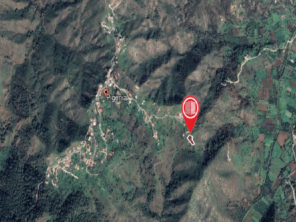 Field-Pigenia-PR13559