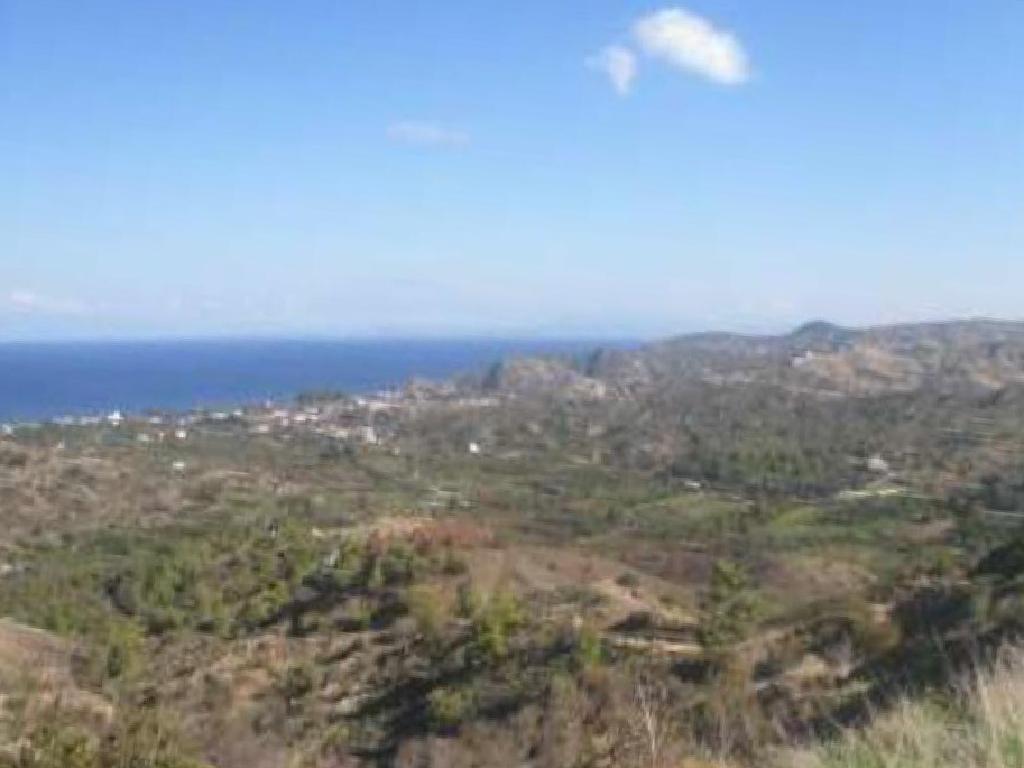 Field-Pigenia-PR13559