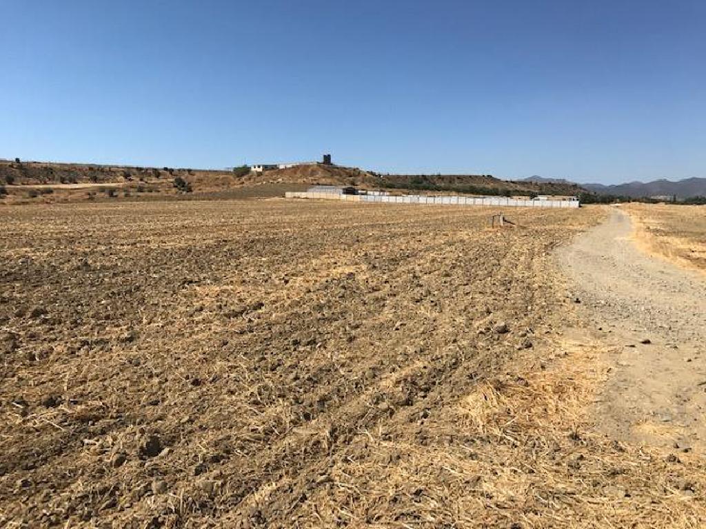 Field-Pera-PR11950