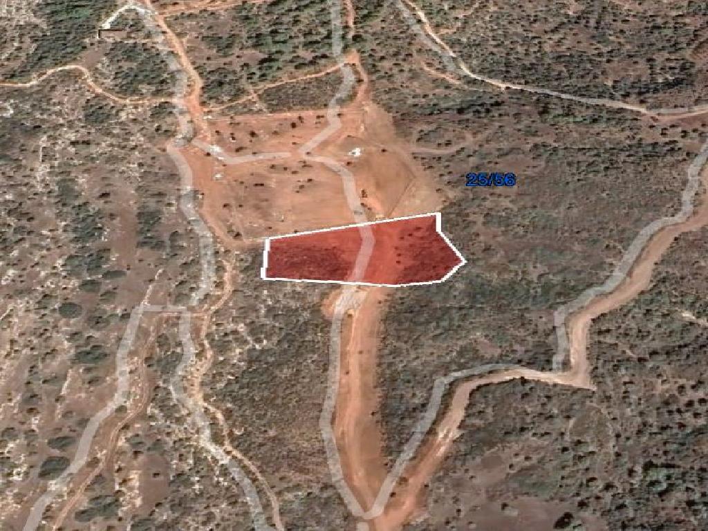 Field-New Chorio-PR35583
