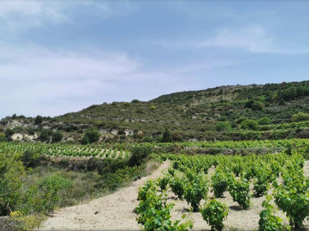 Field-Pachna-PR35809