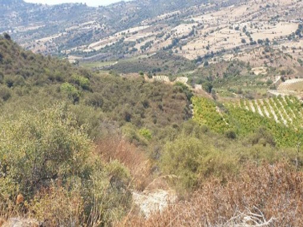 Field - Pachna, Limassol