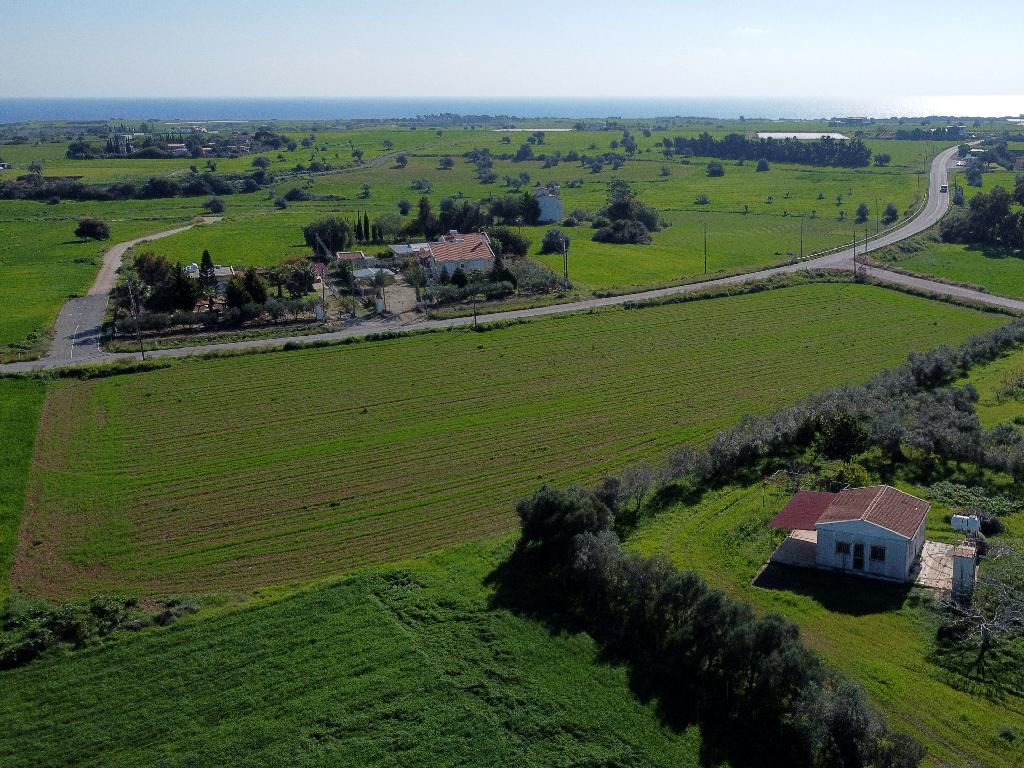 Field – Mazotos, Larnaca