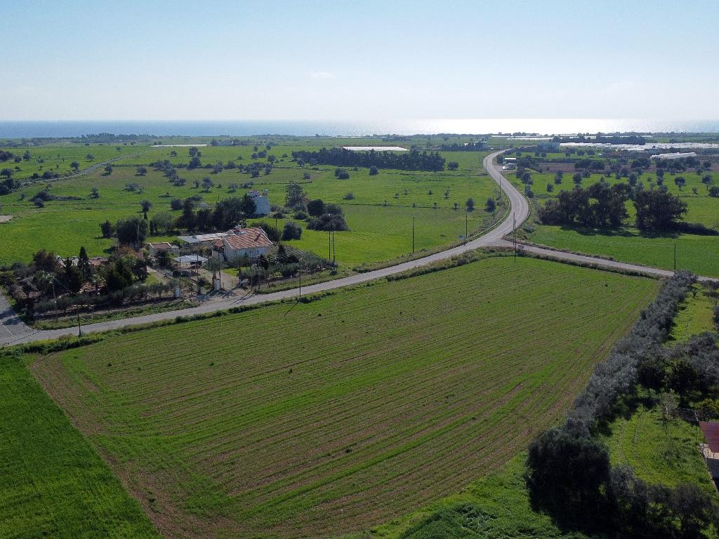 Field – Mazotos, Larnaca