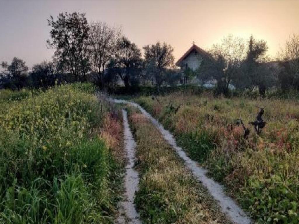 Field - Laneia, Limassol