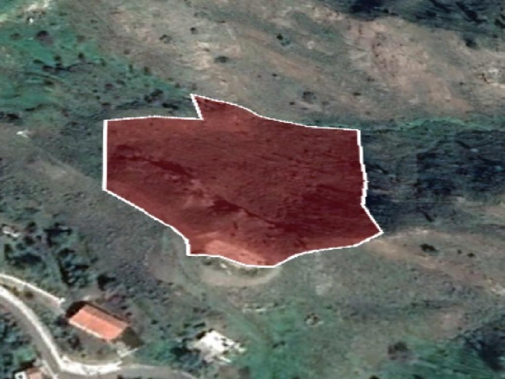 Field-Pigenia-PR13562
