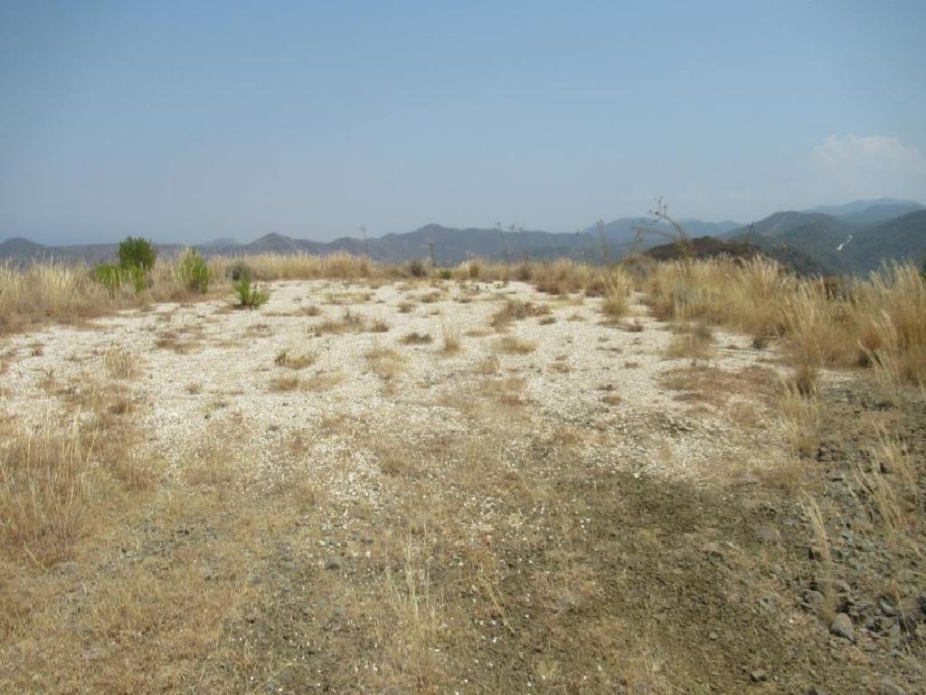 Field-Pigenia-PR13562