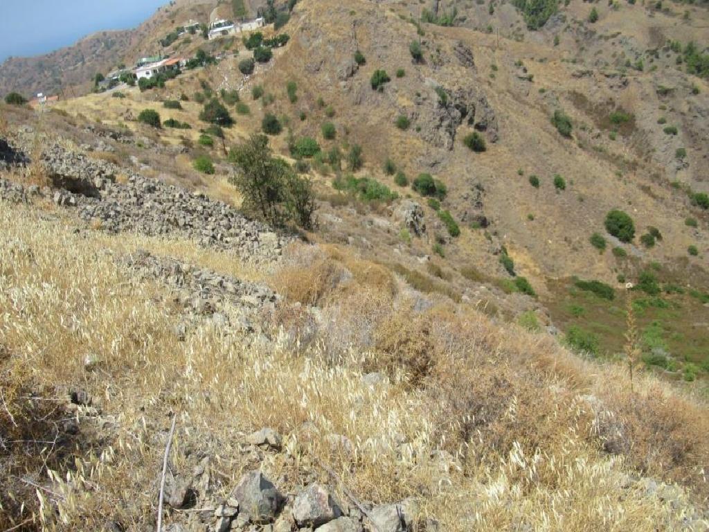Field-Pigenia-PR13562