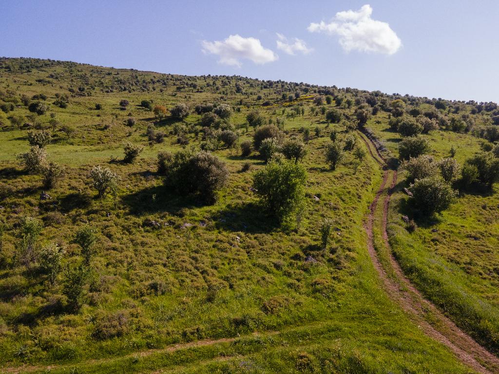 Field-Kelokedara-PR36546
