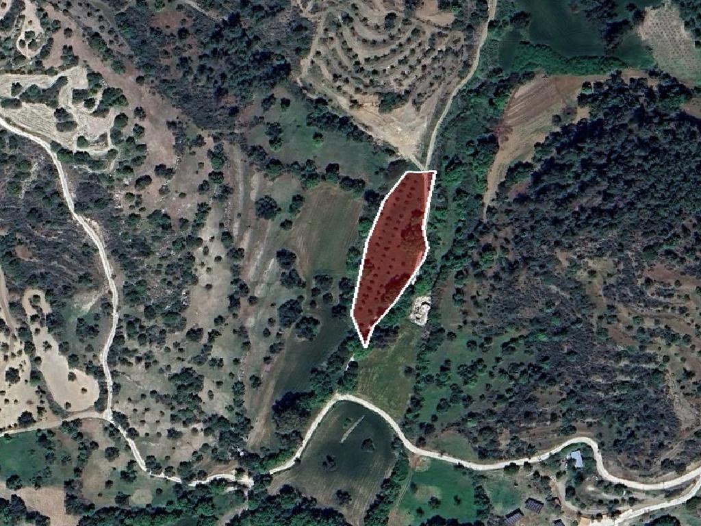 Field-Peristerona-PR41391