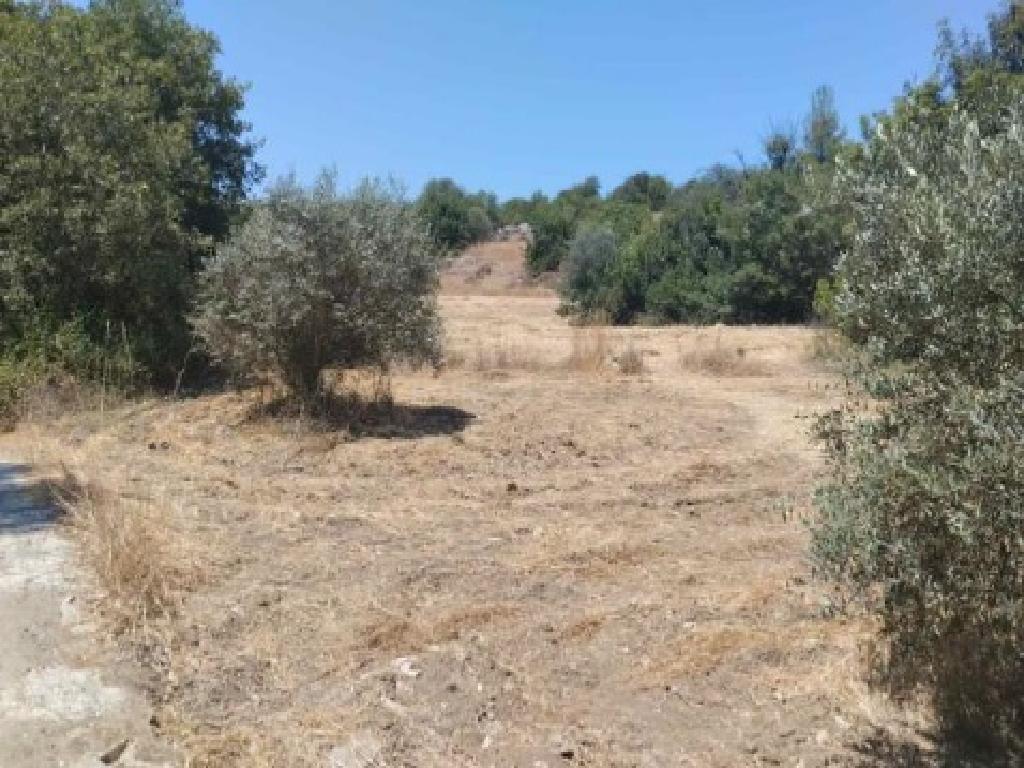 Field-Peristerona-PR41391