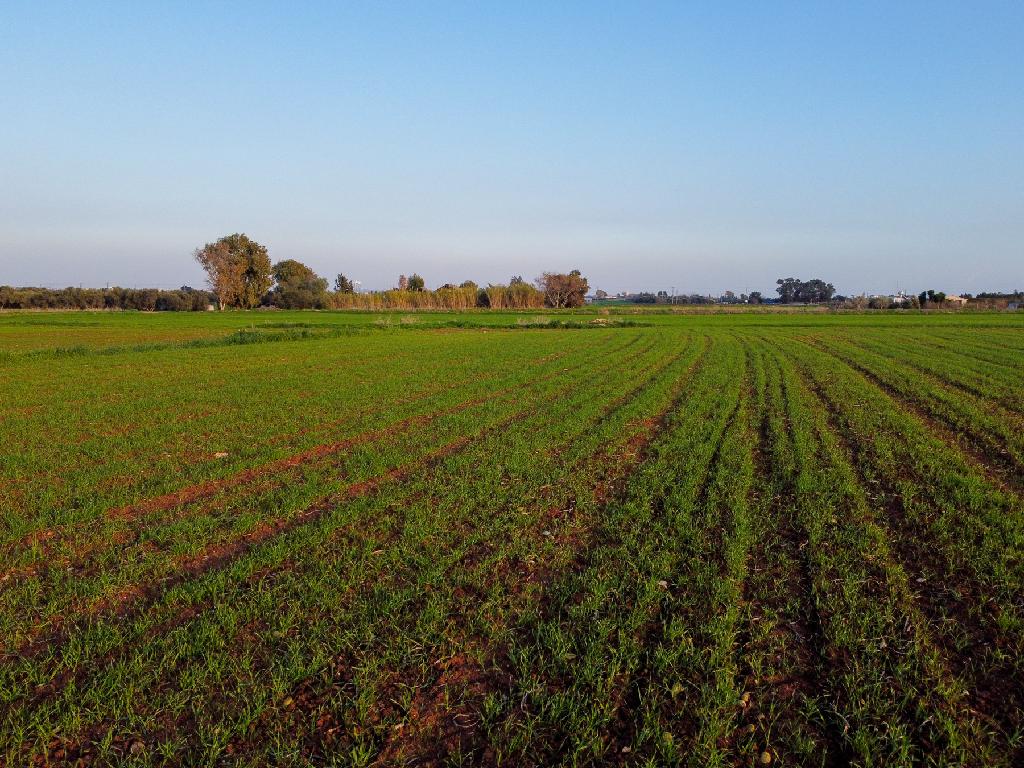 Field-Xylofagou-PR41758
