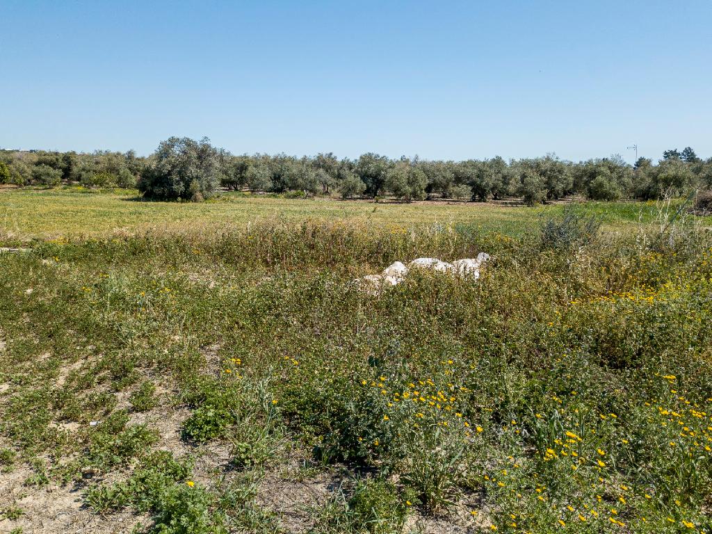 Field (Share) - Agios Theodoros, Larnaca