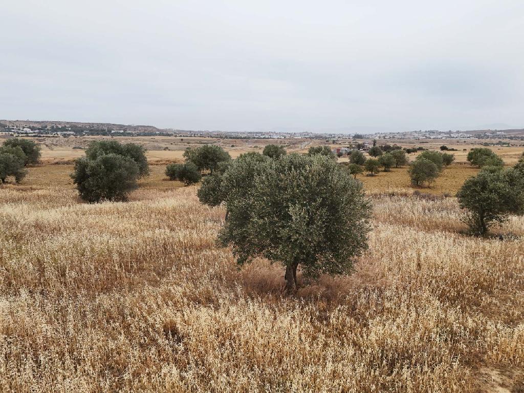 Field-Tseri-PR42612