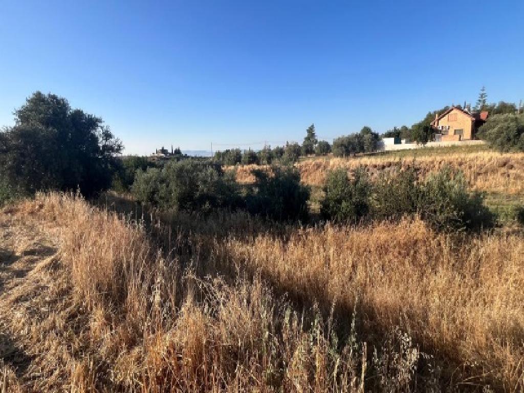 Field (share) - Kalo Chorio (Oreinis), Nicosia