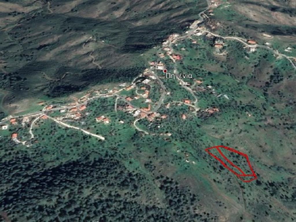 Field-Pigenia-PR12804