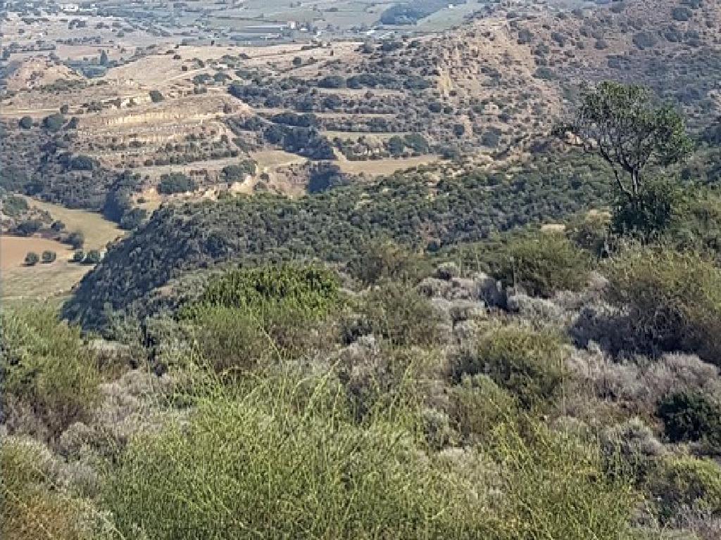 Field - Pissouri, Limassol