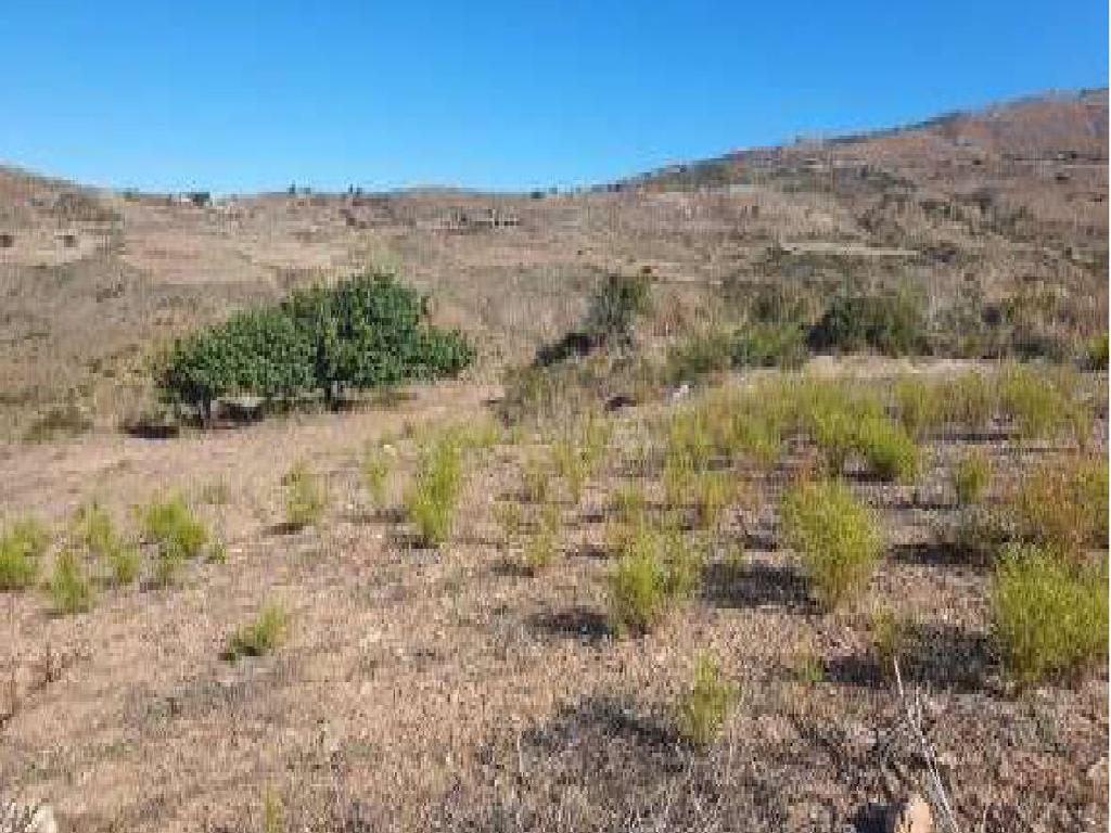 Field - Ineia, Paphos