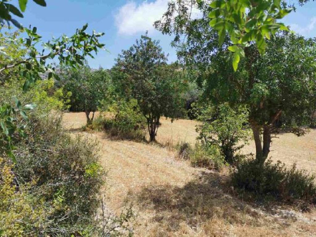 Field - Mesogi, Paphos