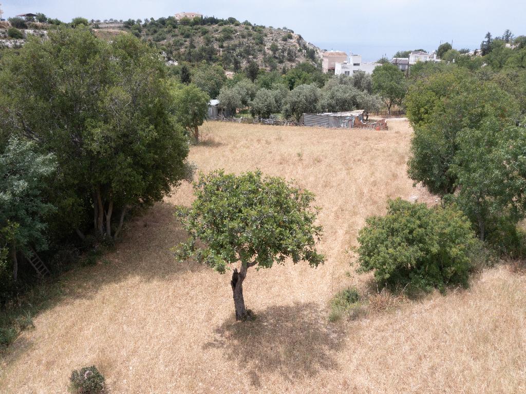 Field - Mesogi, Paphos