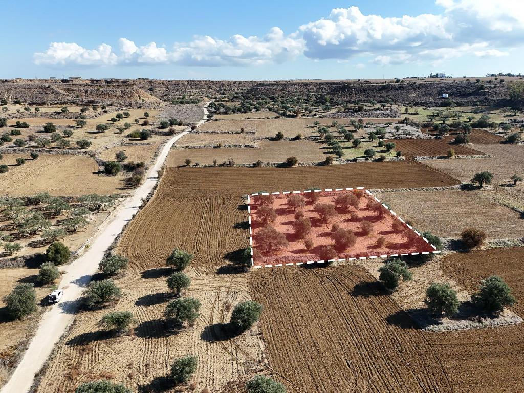 Field-Pera-PR35788