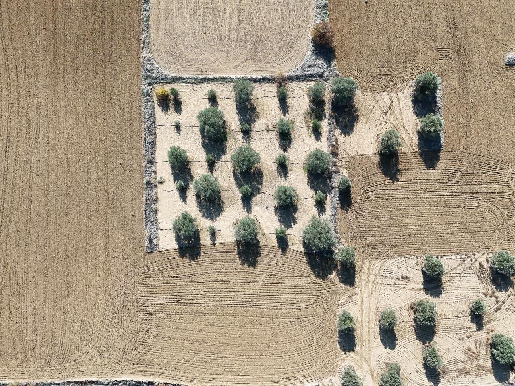 Field-Pera-PR35788