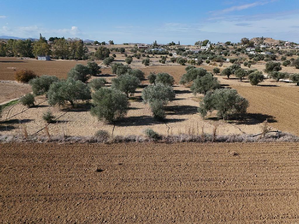 Field-Pera-PR35788