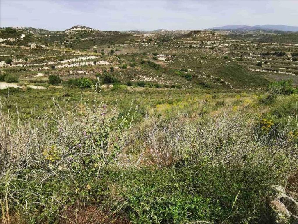 Field-Pachna-PR35810