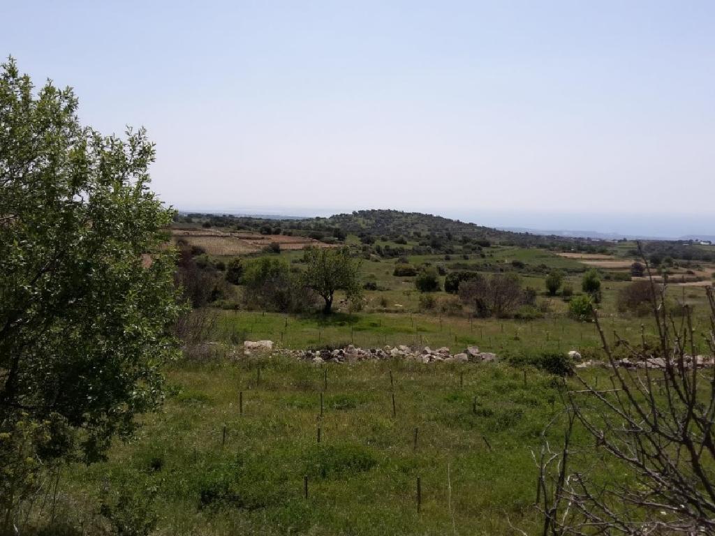 Field-Pachna-PR36487