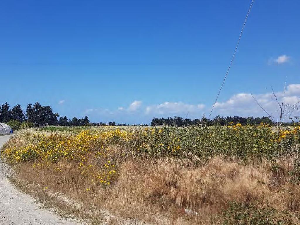 Field - Episkopi, Limassol