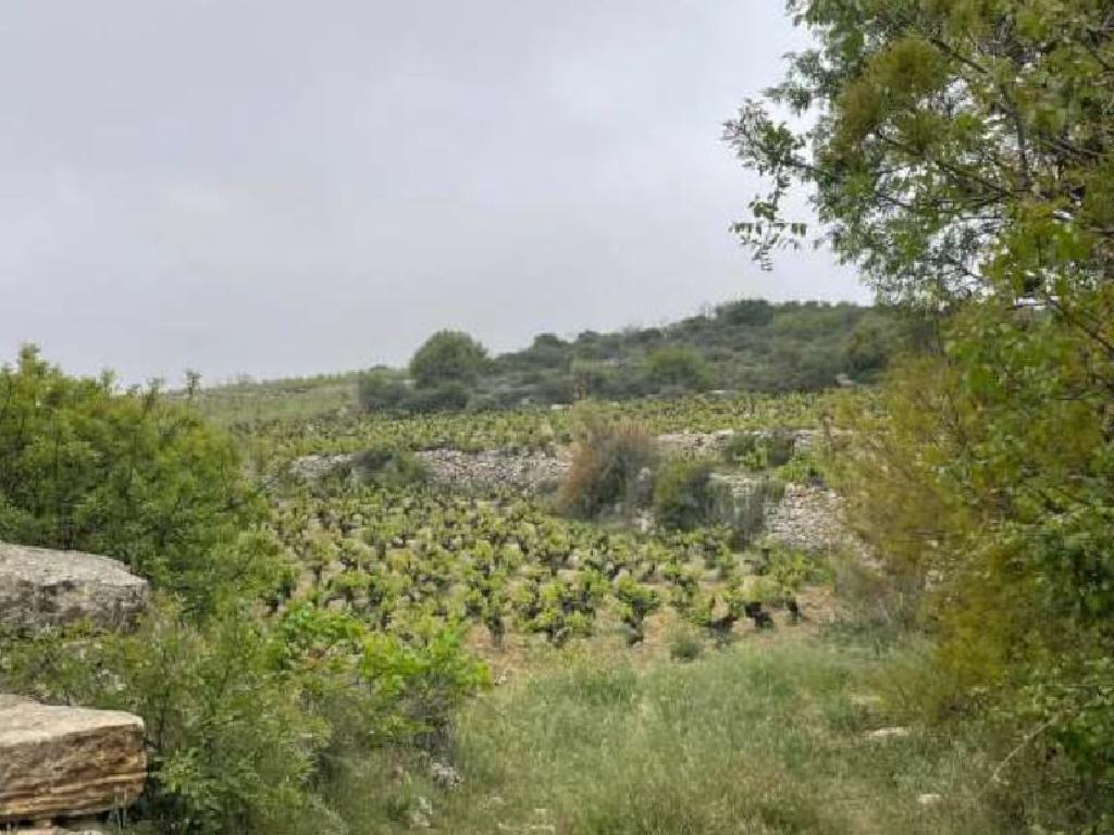 Field –Pachna, Limassol